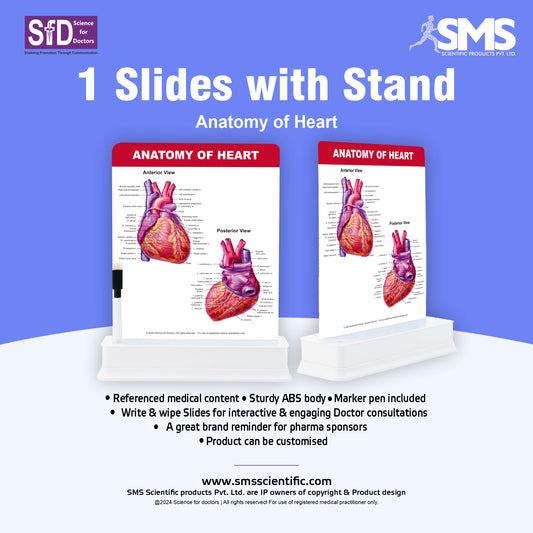 Anatomy of Heart: 1 Slide on stand