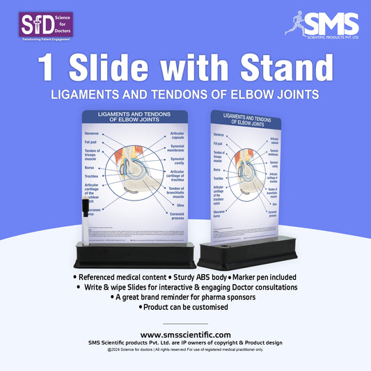 Ligaments and Tendons of Elbow Joints: 1 Slide on stand