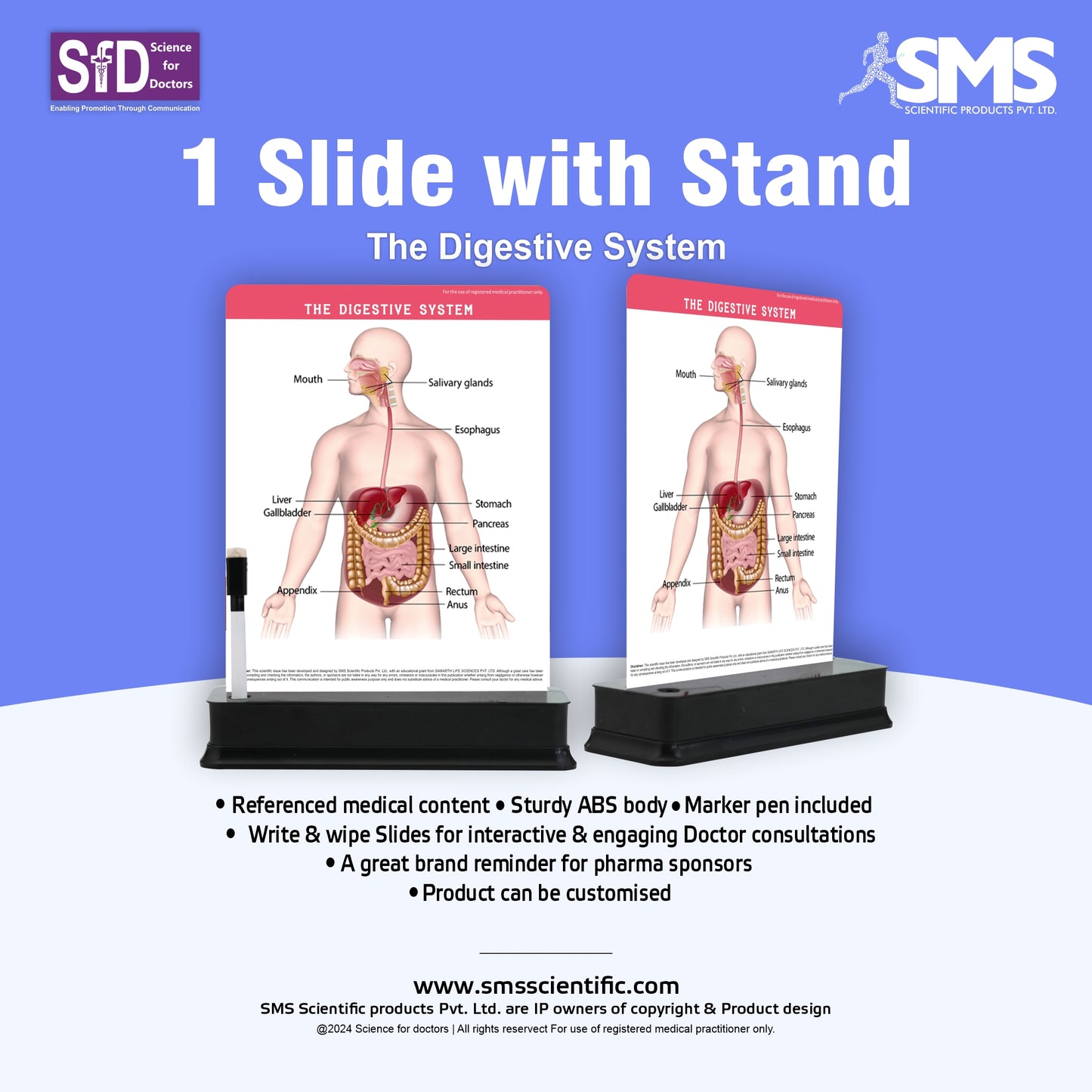 The Digestive System: 1 Slide on stand