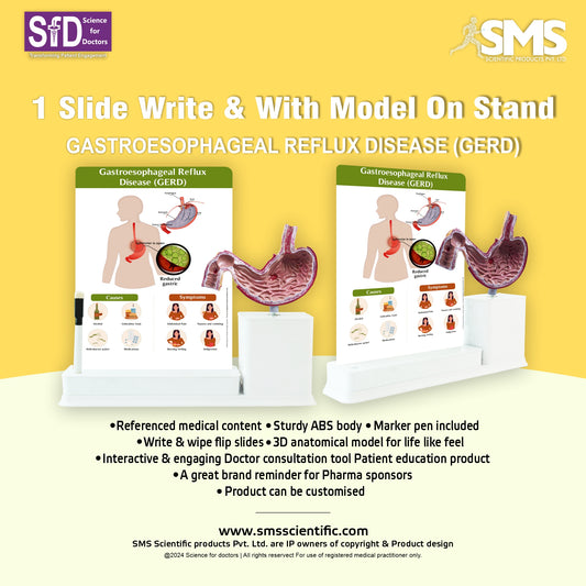 Gastroesophageal Reflux Disease_1: 1 Slide write and wipe with anatomical model on stand