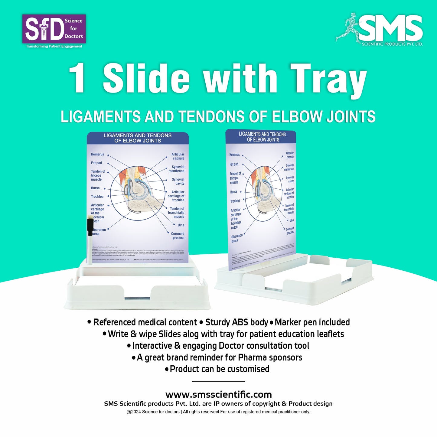 Ligaments and Tendons of Elbow Joints: 1 Slide with Patient Leaflet Tray