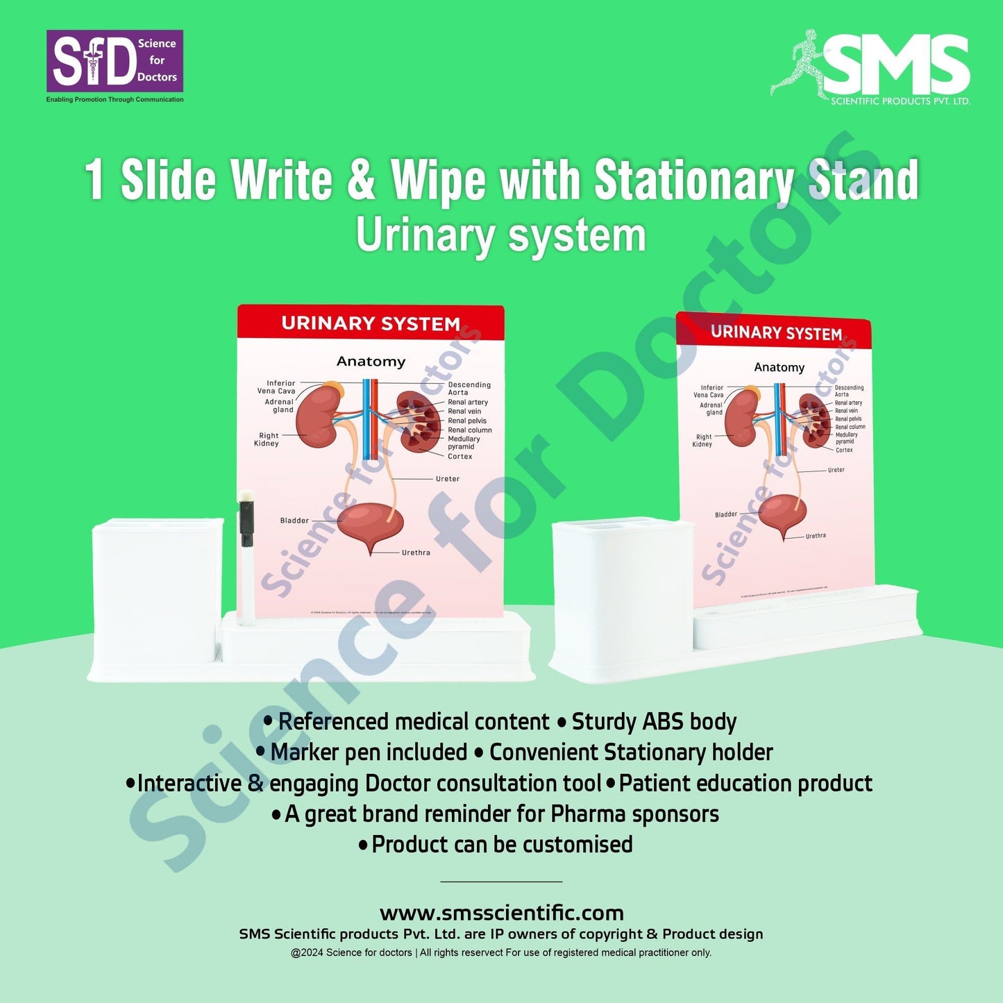 Urinary System: 1 Slides Write & Wipe with Stationary Stand