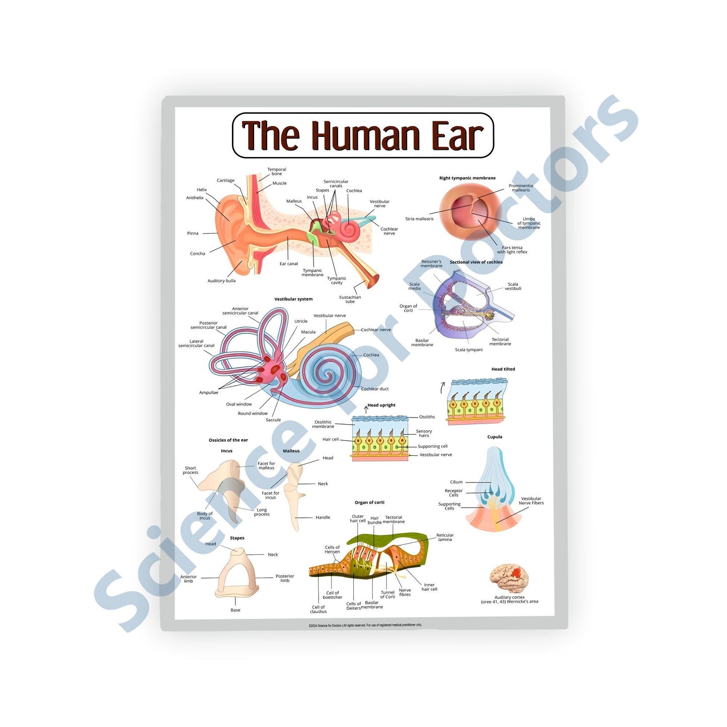 The Human Ear: 3D Therapy Frame