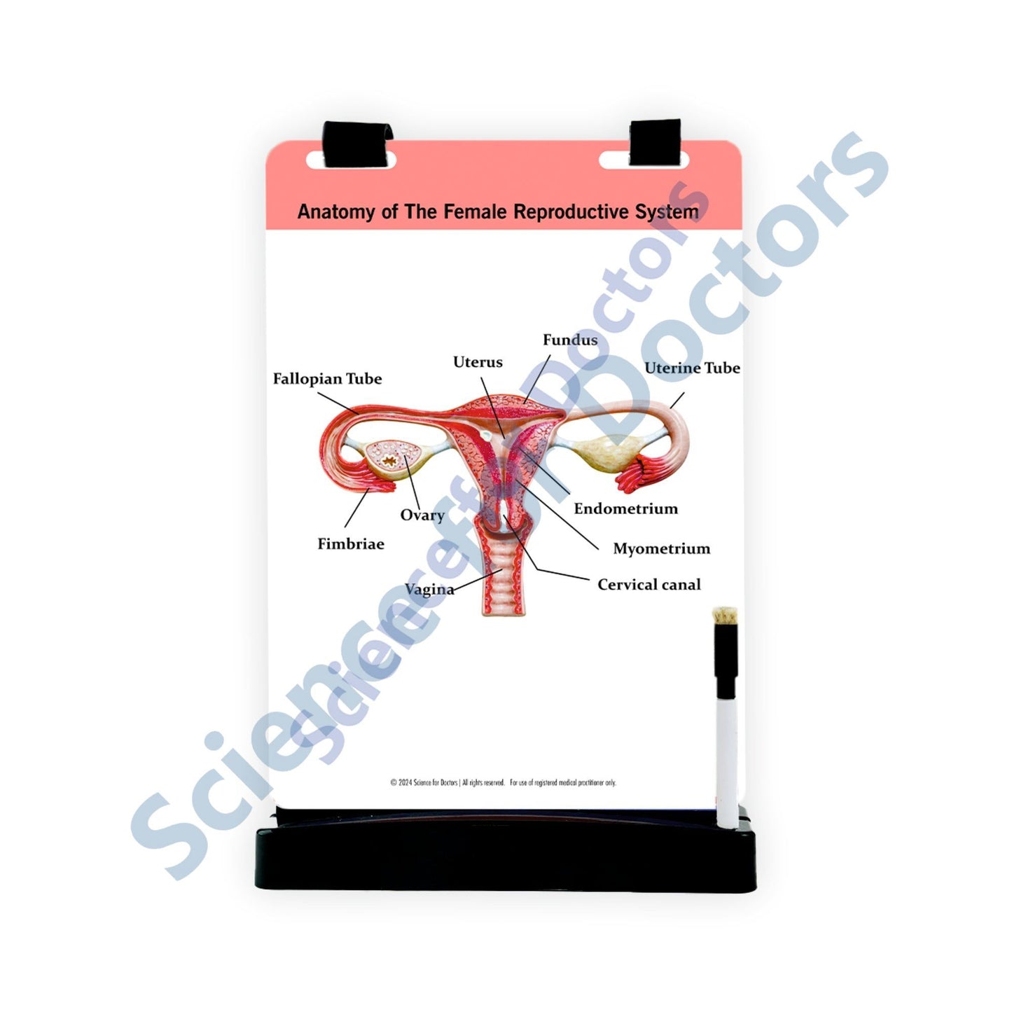 Anatomy of The Female Reproductive System: A4 Flip Wipe