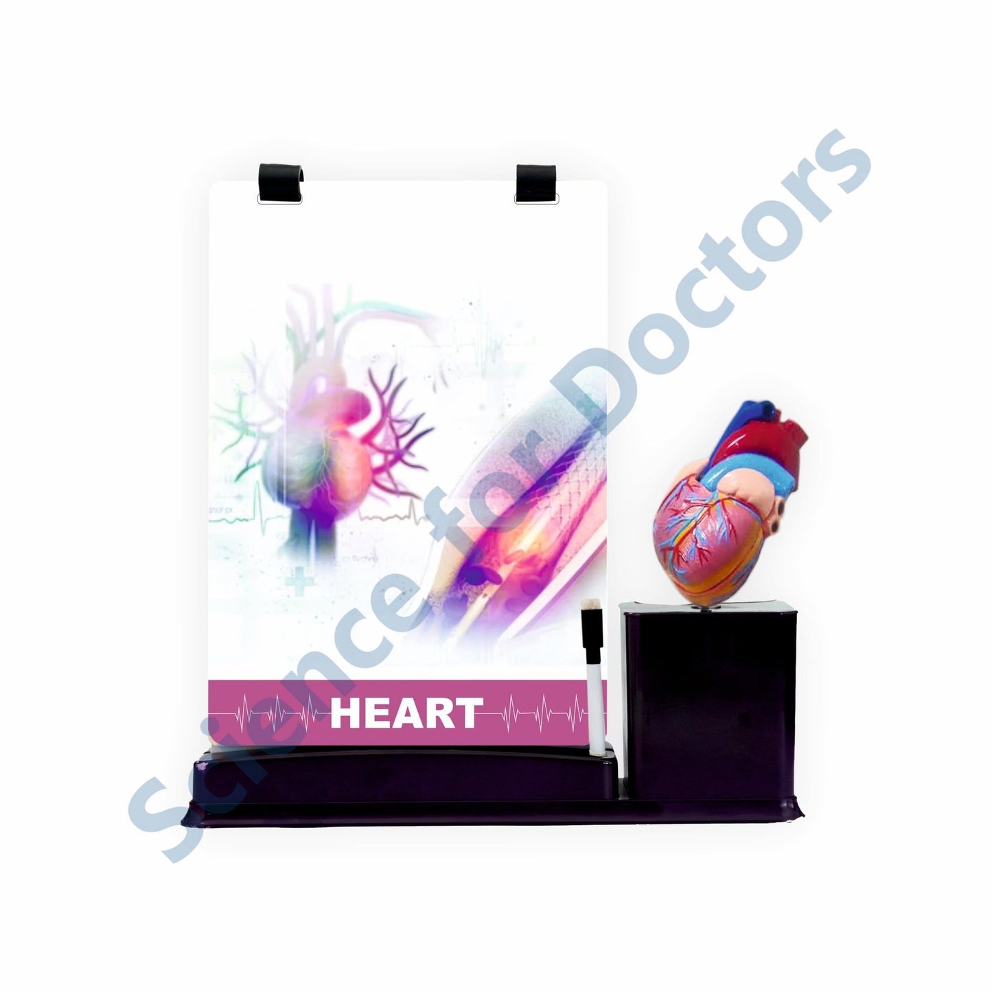 Heart: A4 Flip Wipe with Anatomical Model