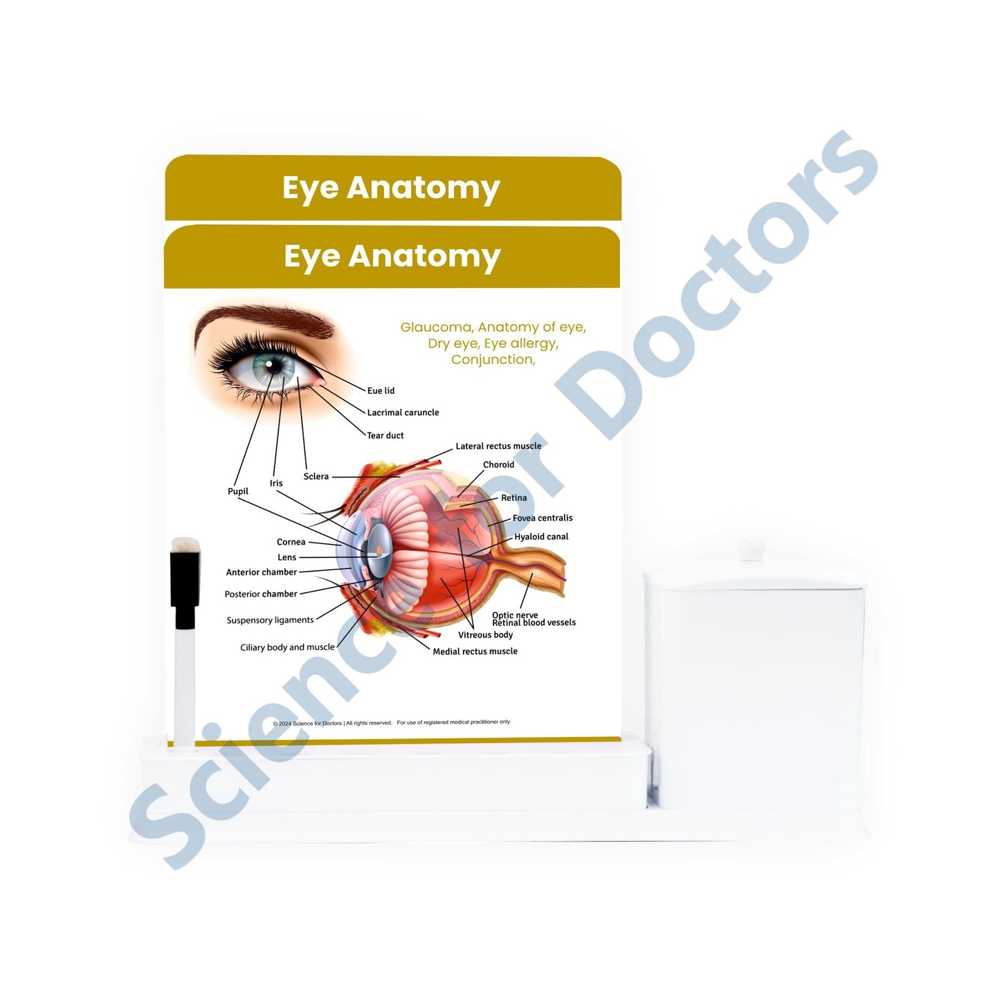 Eye Anatomy - 2 Slide Write Wipe With Utility Container