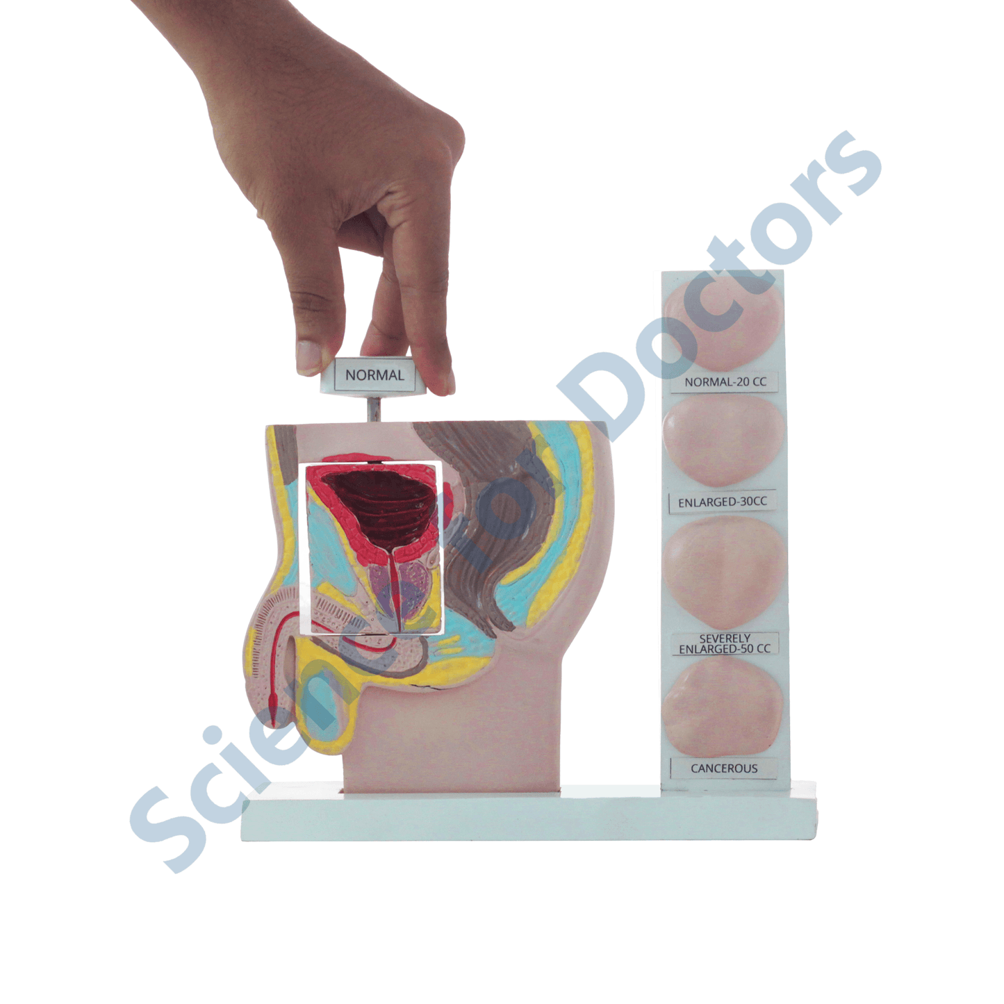 Prostate: 3D Anatomical Models