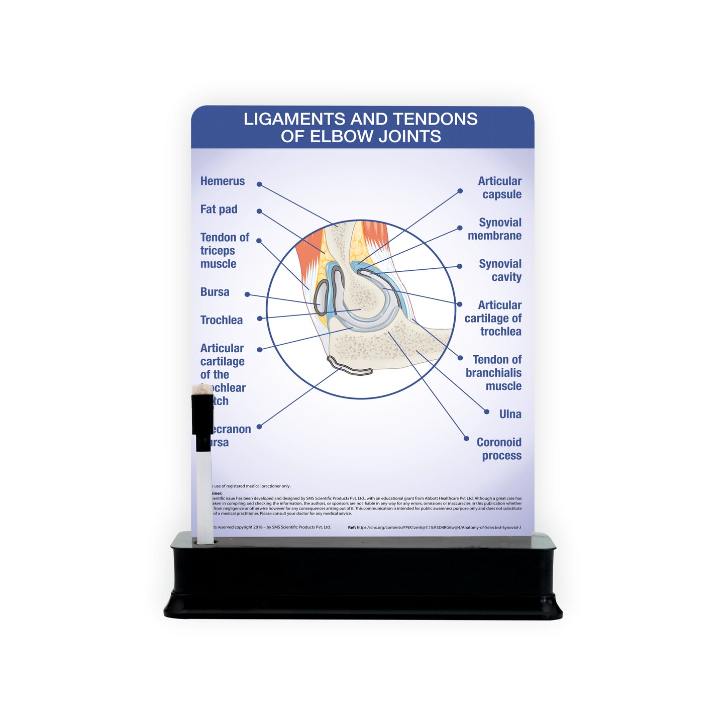 Ligaments and Tendons of Elbow Joints: 1 Slide on stand