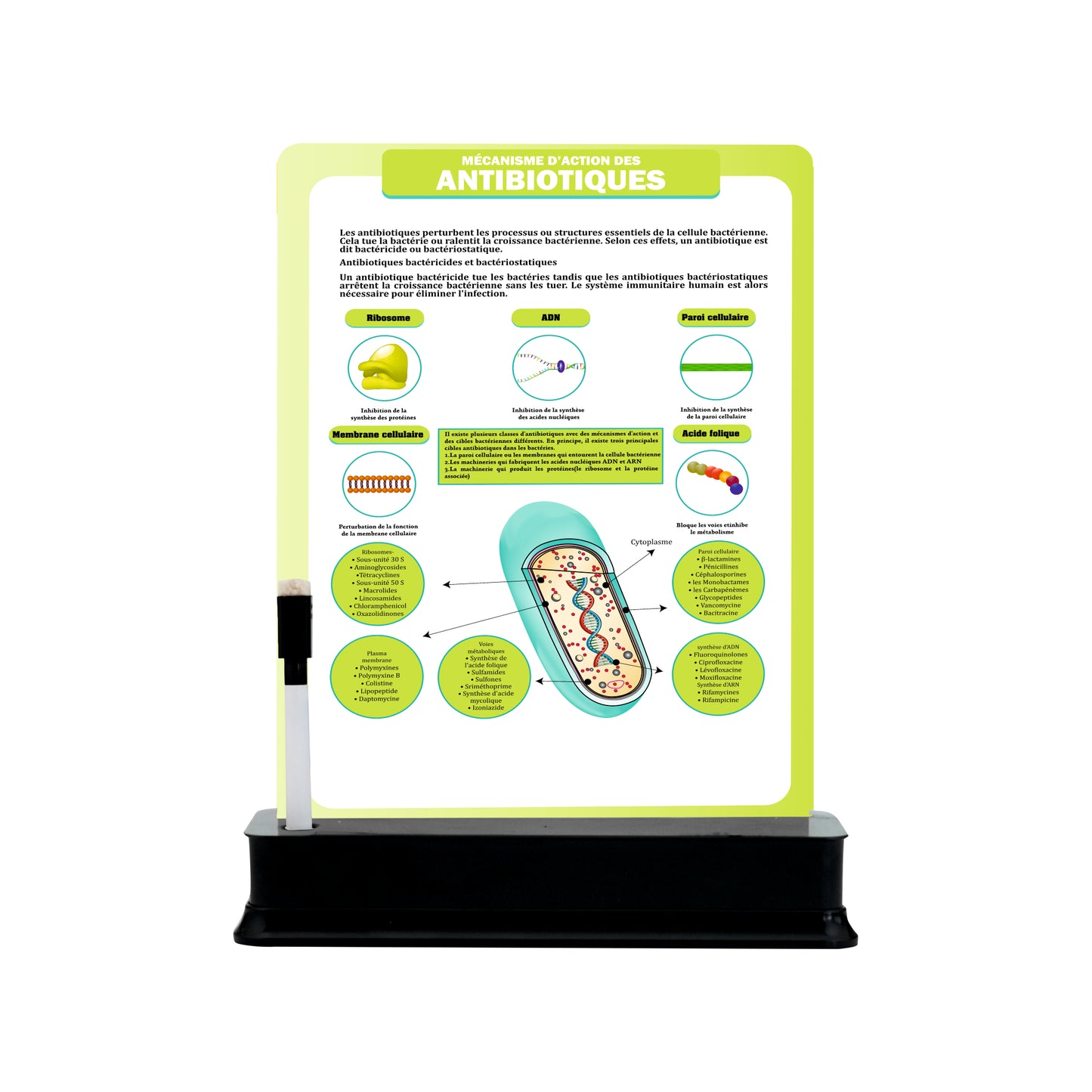 Antibiotics: 1 slide on stand