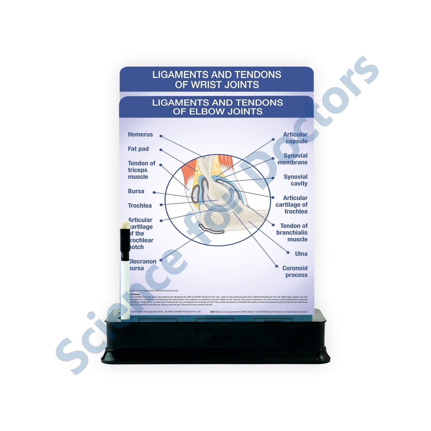 Ligaments and Tendons of Elbow Joints: 2 Slides on stand