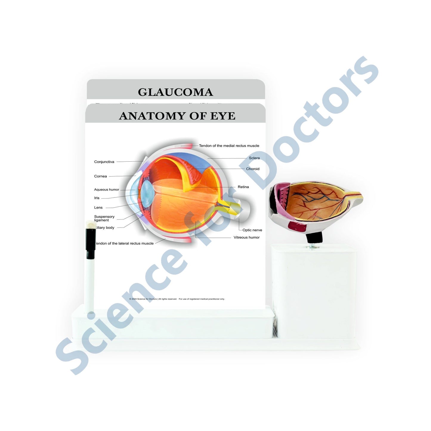 2 Slides Write and Wipe with Model On Stand - Anatomy of Eye