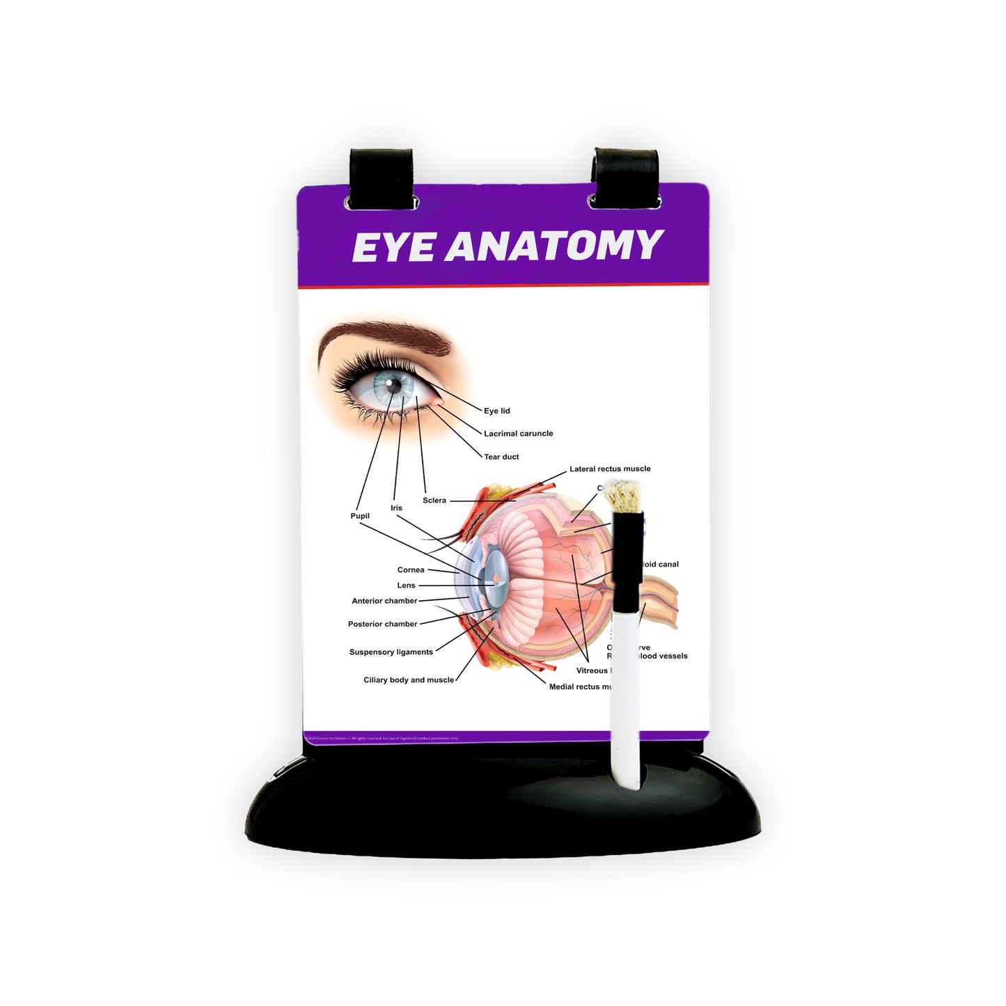 A5 Flip Wipe with 3D Therapy Board   - Eye Anatomy