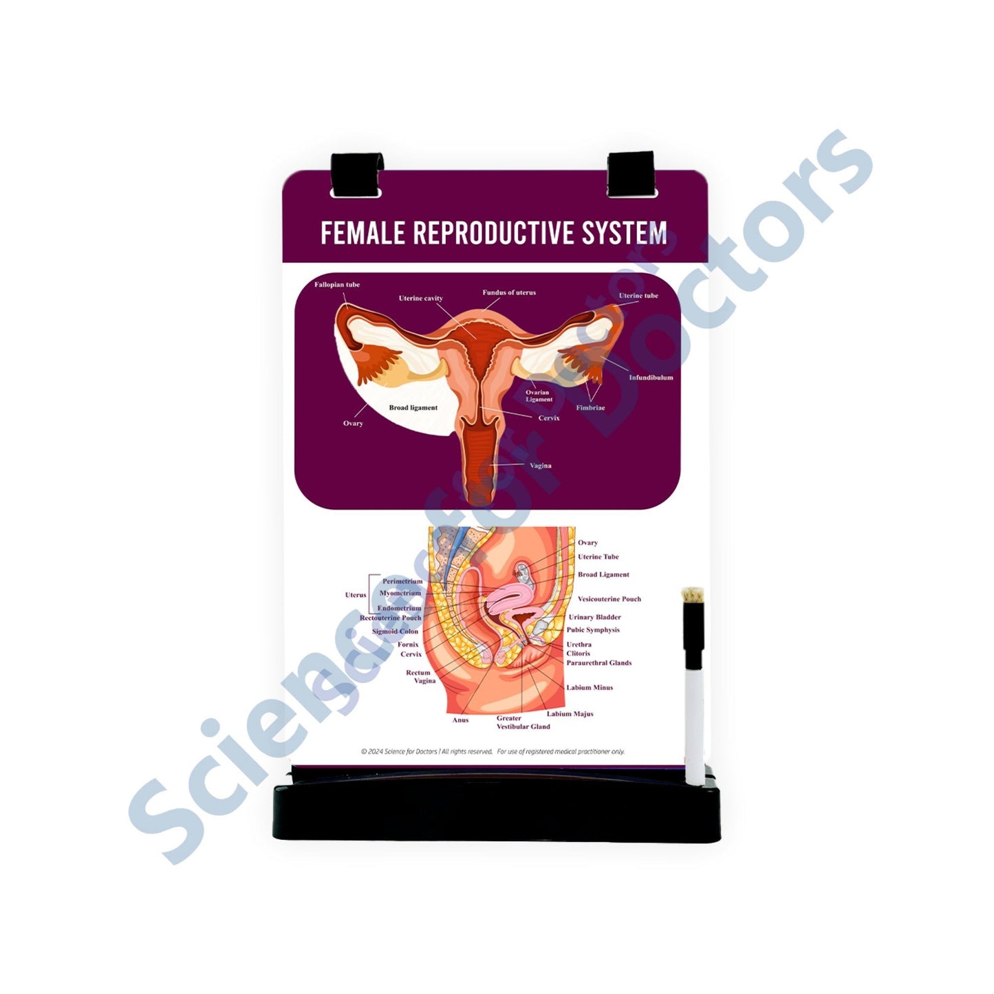 Female Reproductive System: A4 Flip Wipe