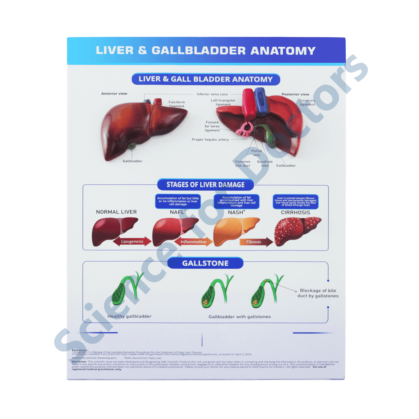 Liver & Gall Bladder Anatomy: 3D therapy Board