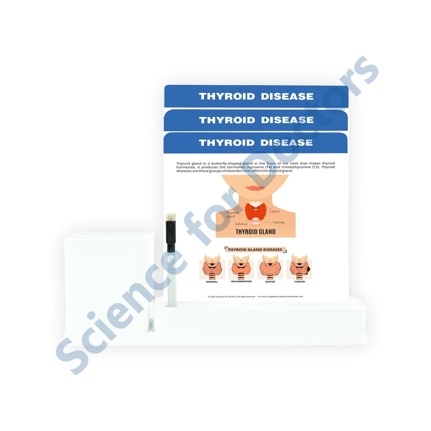 3 Slide Write Wipe With Stationery Stand - Thyroid Disease