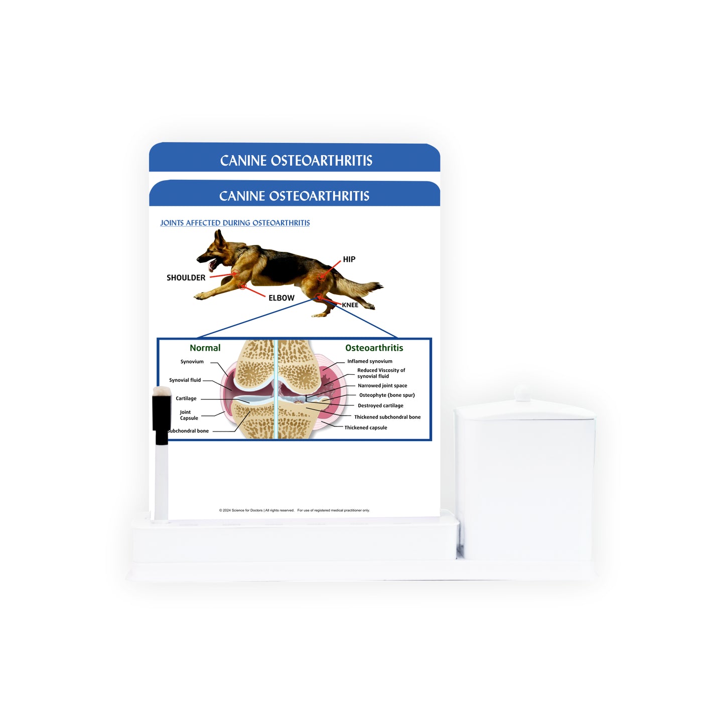 Canine Osteoarthritis - 2 Slide Write Wipe With Utility Container