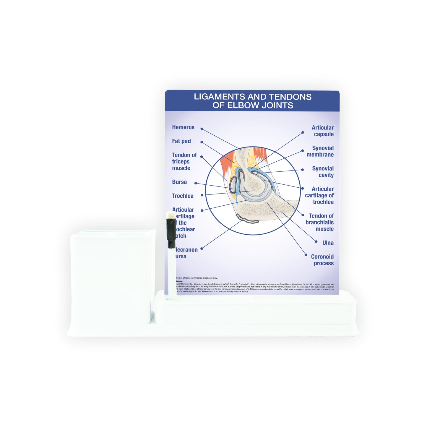 Ligaments and Tendons of Elbow Joints: 1 Slides Write & Wipe with Stationary Stand