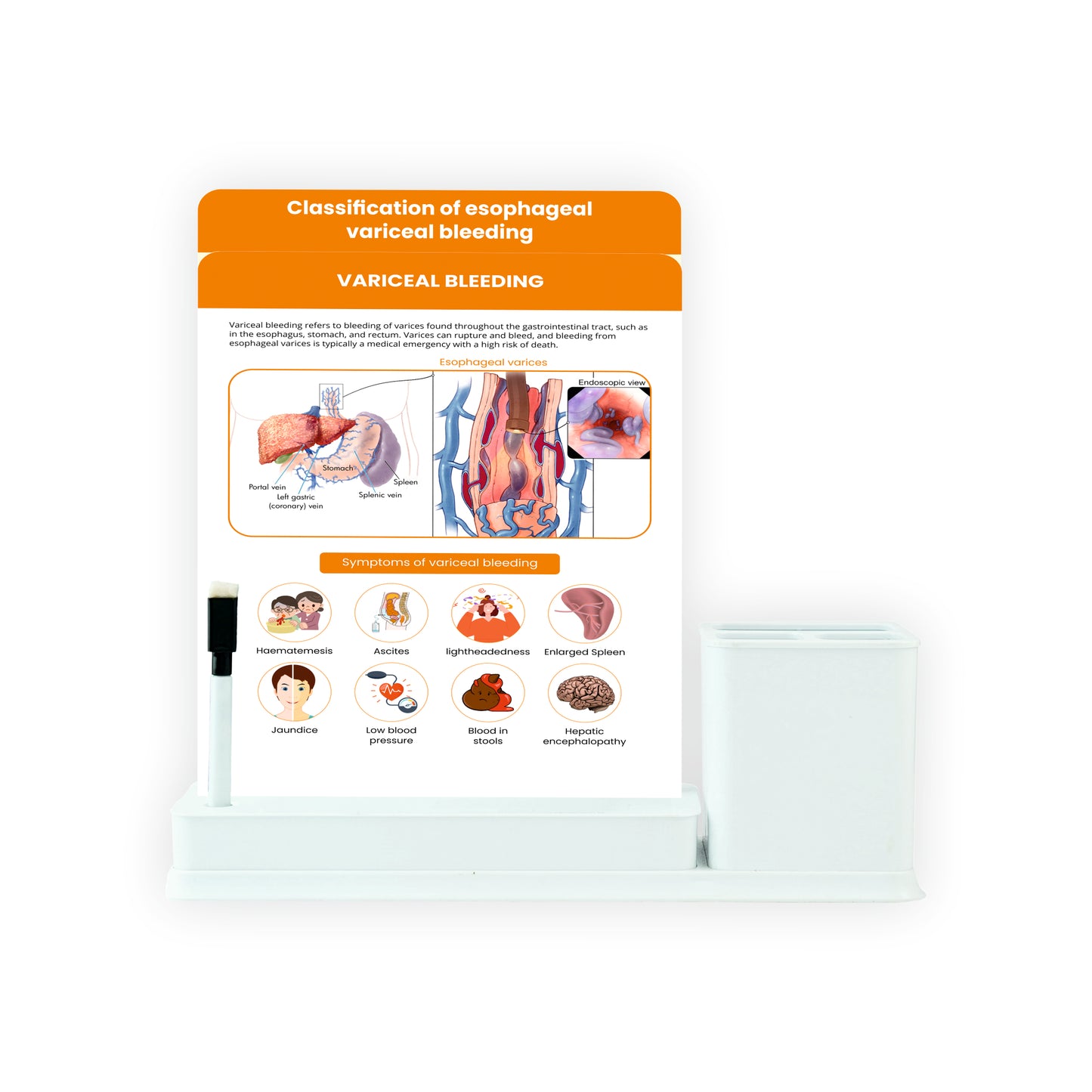 2 Slides Write & Wipe with Stationary Stand  - Variceal Bleeding