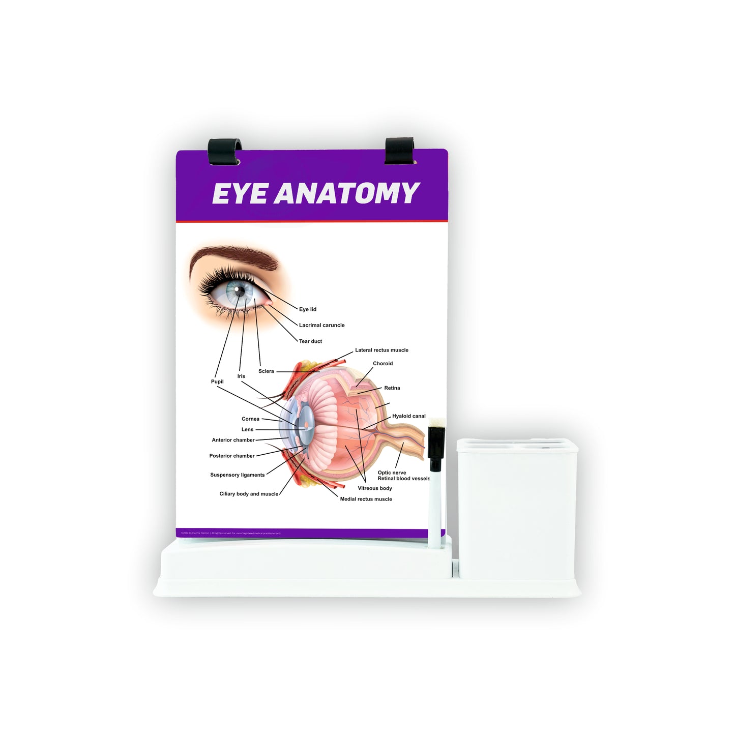 A4 Flip wipe With Stationery Stand -  Eye Anatomy