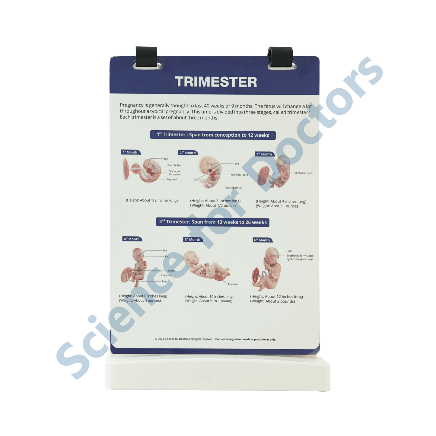 Baby Development: A4 Flip Wipe with 3D Therapy Board