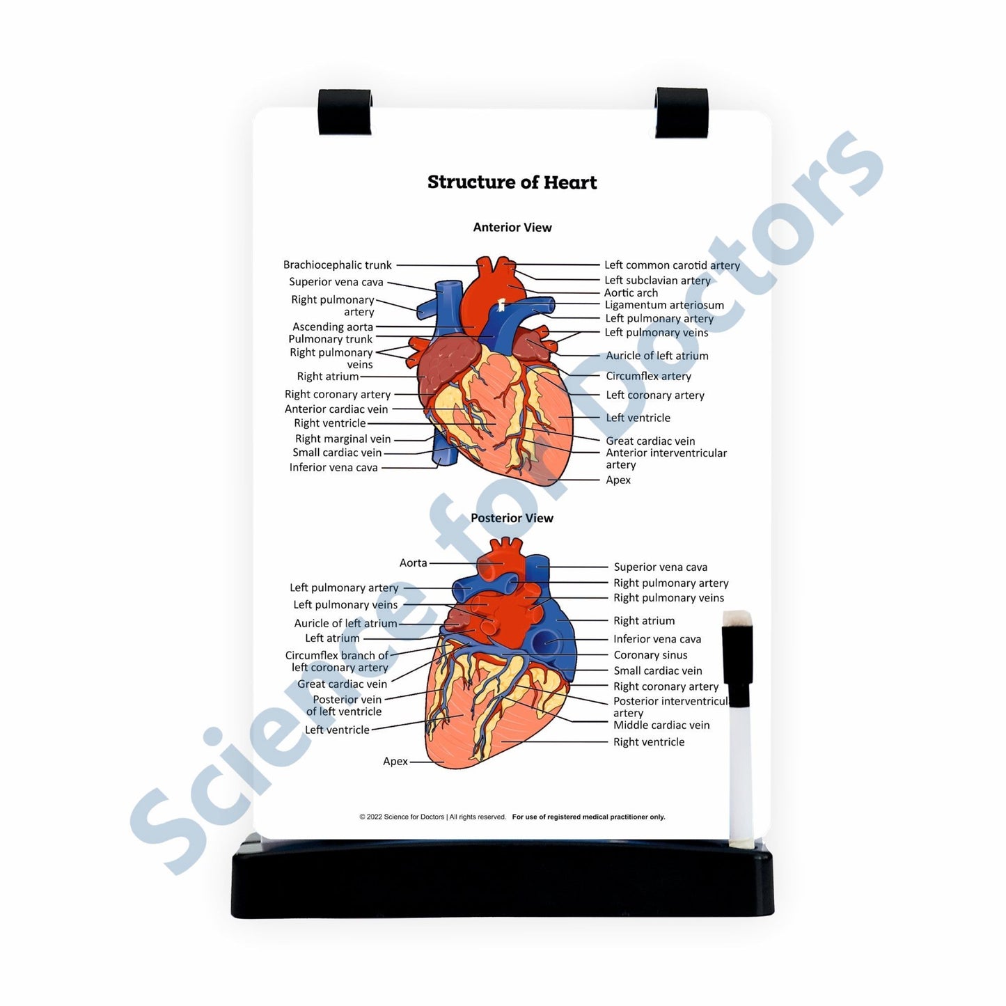 Structure of Heart: A4 Flip Wipe