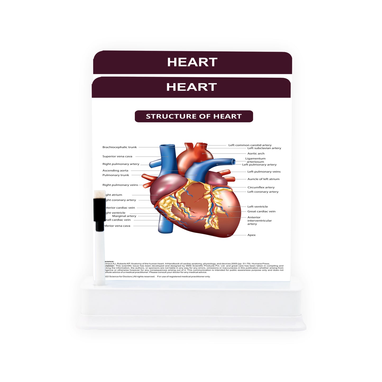 Heart: 2 Slides on Stand