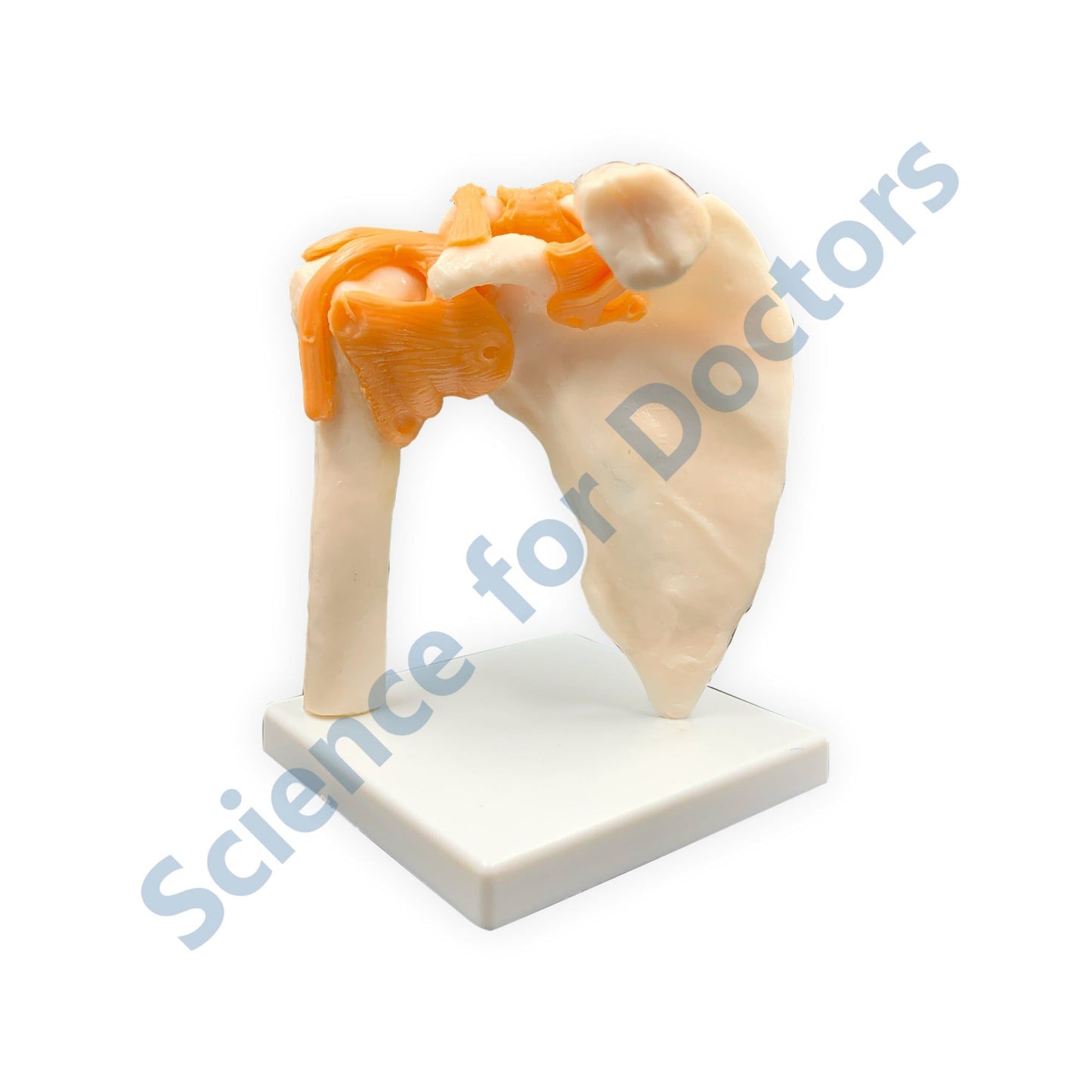 Human Arm Skeleton: 3D Anatomical Models