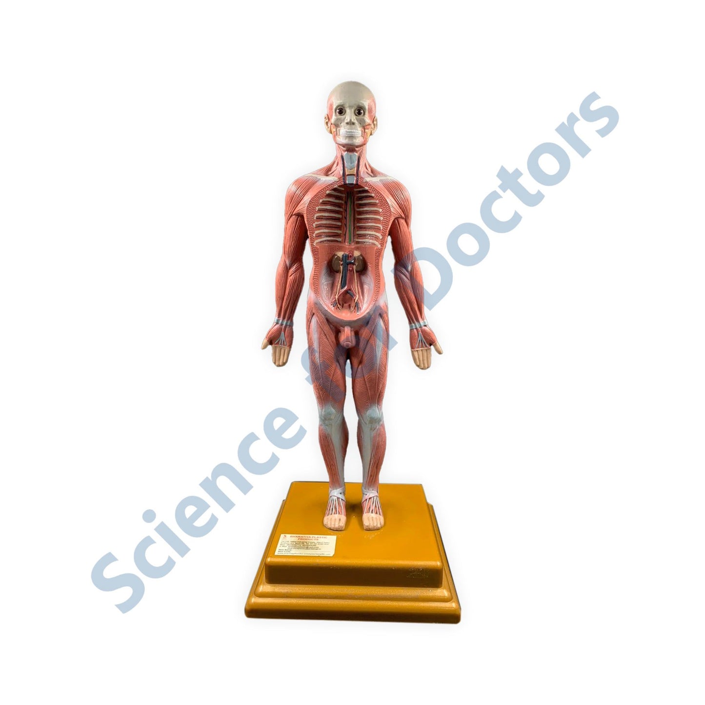 Human: 3D Anatomical Models