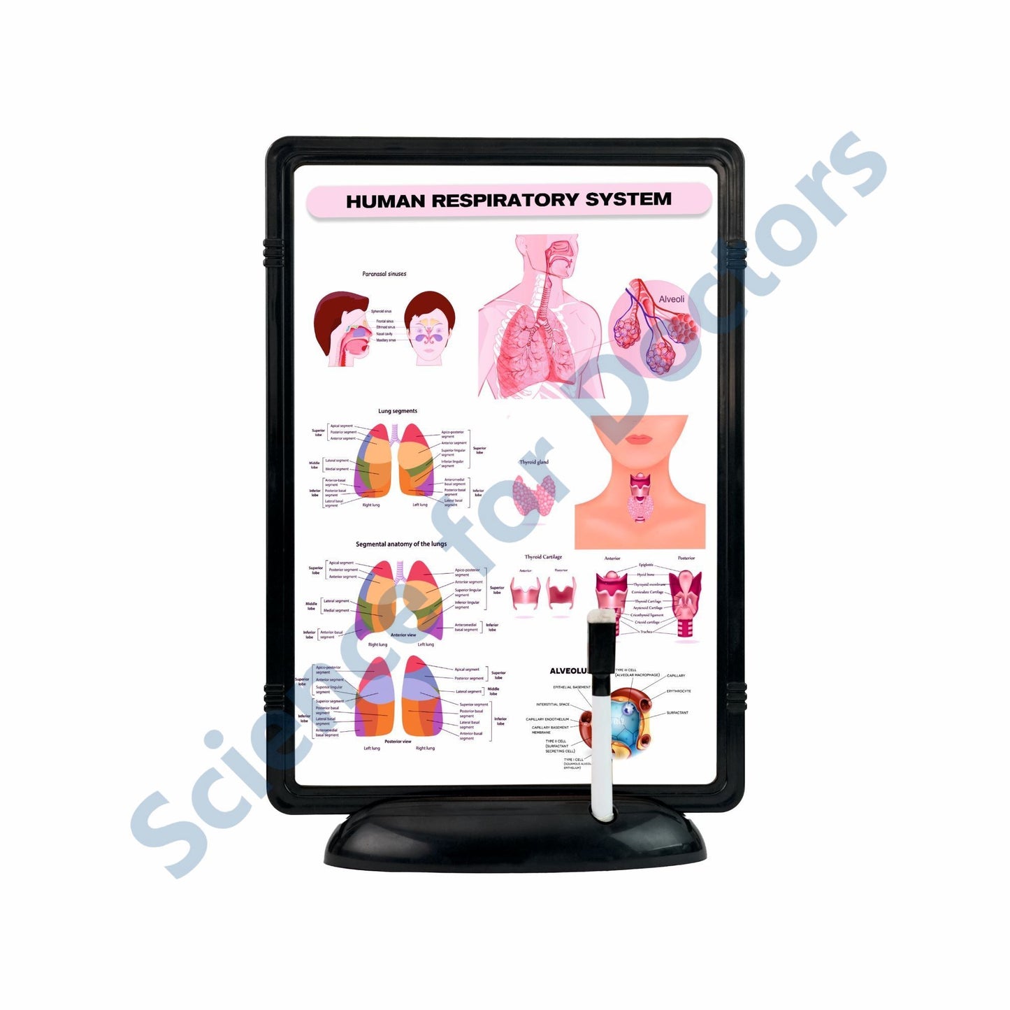 Human Respiratory System: The Frame Write and Wipe