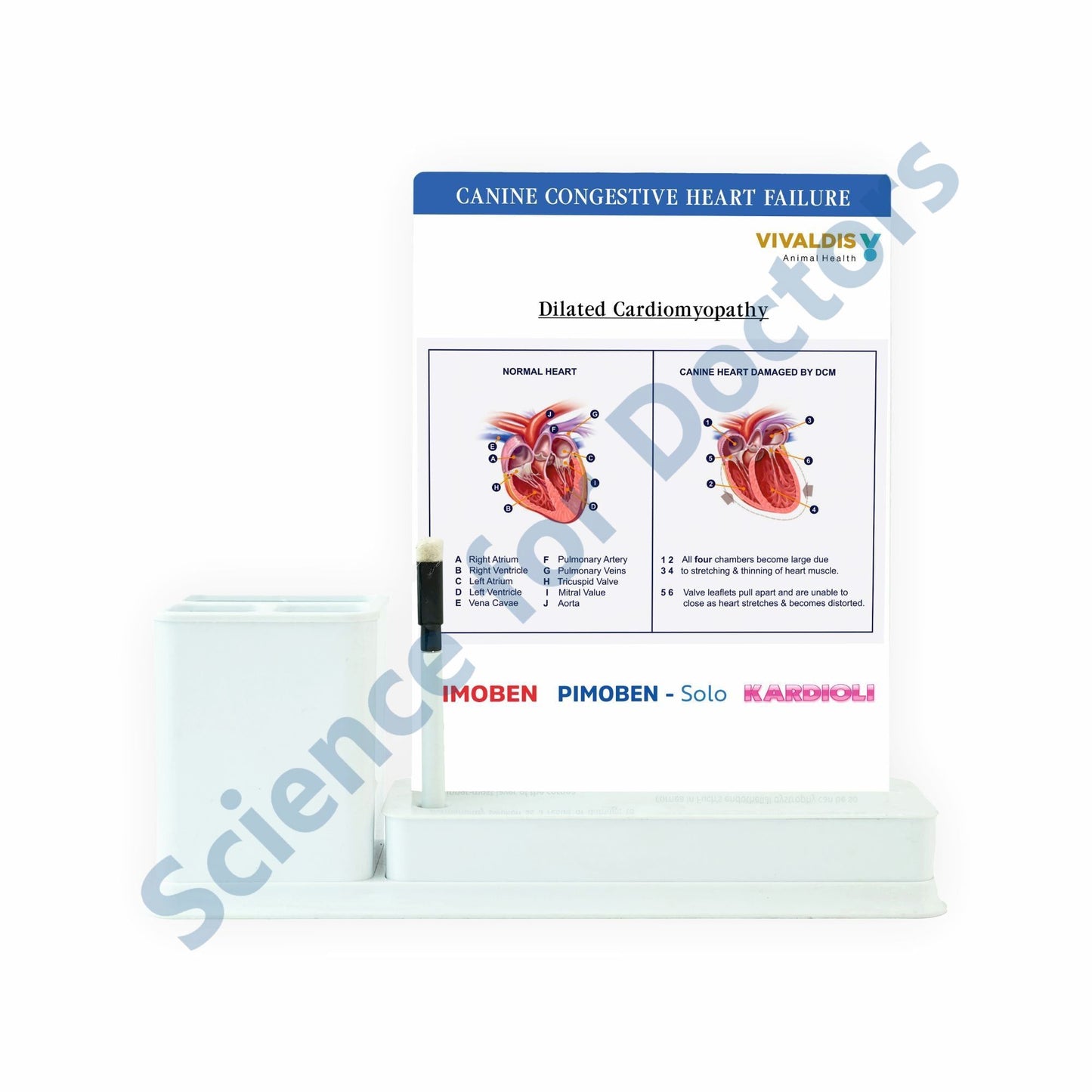 Cannie Congestive Heart Failure: 1 Slides Write & Wipe with Stationary Stand