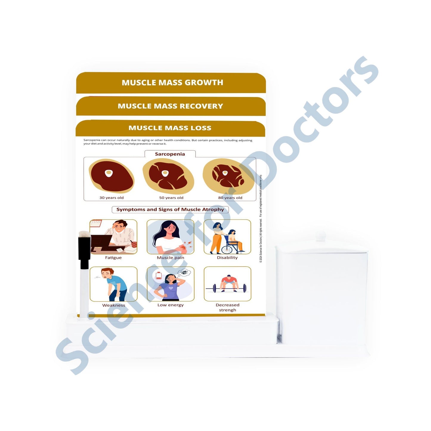 Muscle Mass Loss: 3 Slides Write & Wipe with Stationary Stand