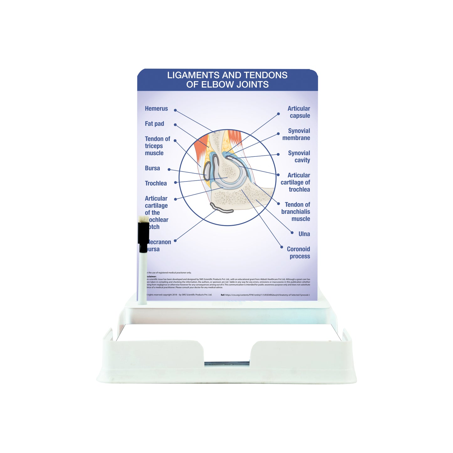 Ligaments and Tendons of Elbow Joints: 1 Slide with Patient Leaflet Tray