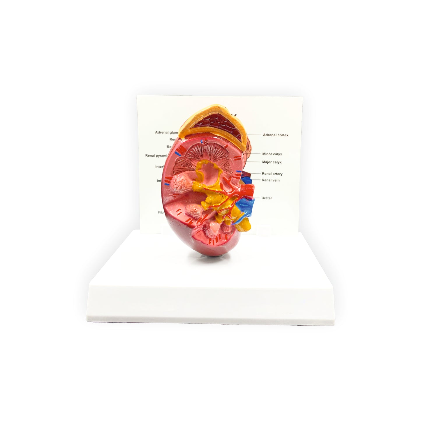 Kidney: 3D Anatomical Models