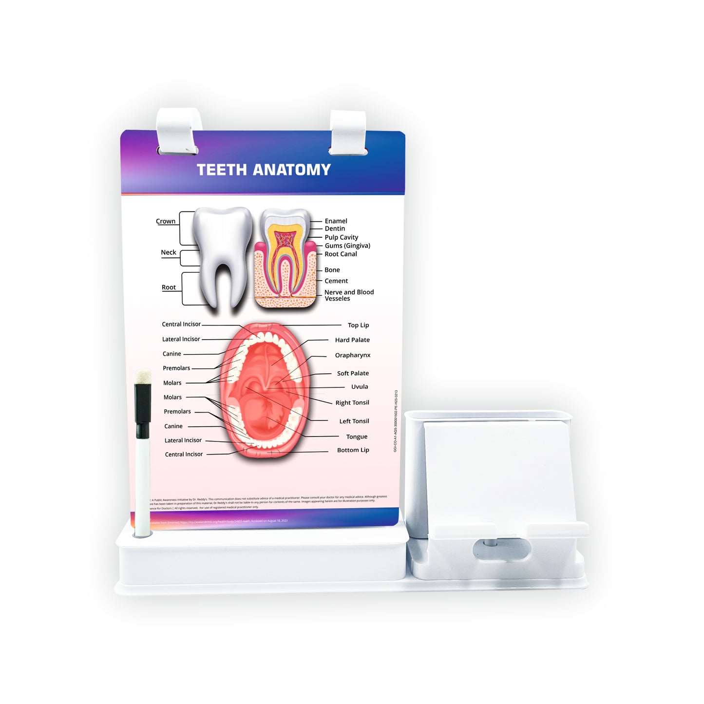 Smart -A5 Flip wipe With Mobile and Chit Pad Stand  -  Teeth Anatomy