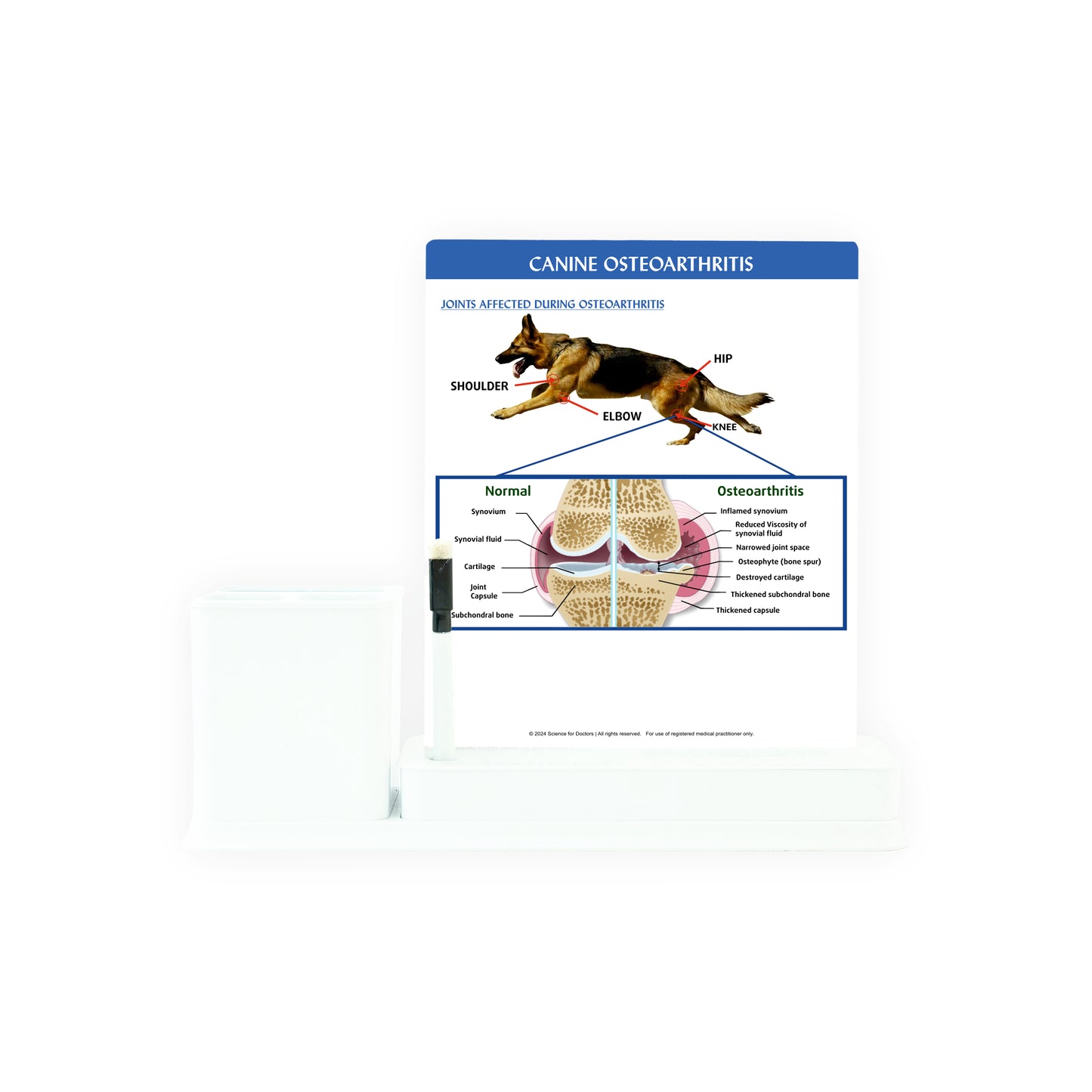 Canine Osteoarthritis: 1 Slides Write & Wipe with Stationary Stand