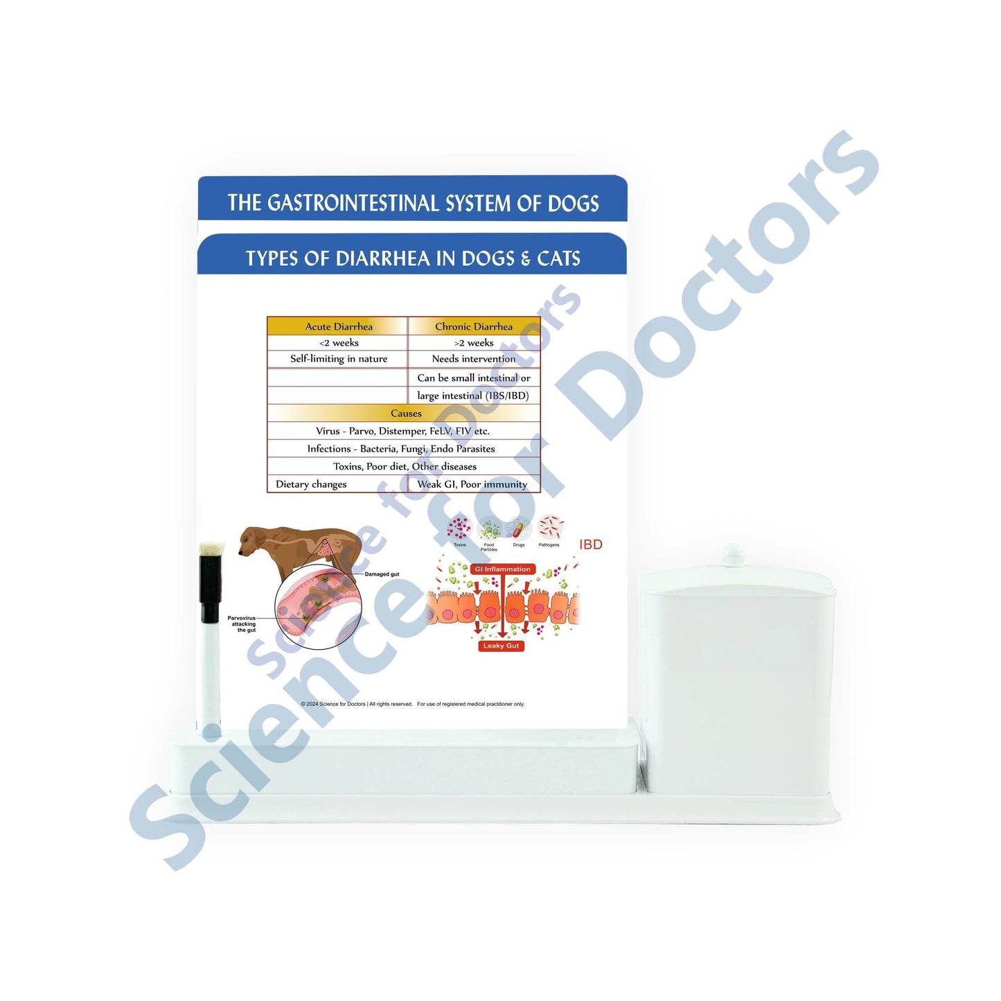 Gastroesophageal Reflux Disease (Gerd): 2 Slides write and wipe with Utility Container