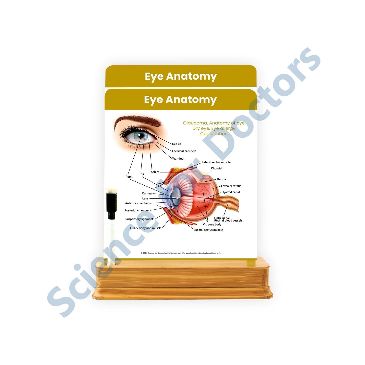 Eye Anatomy - 2 Slides With Stand