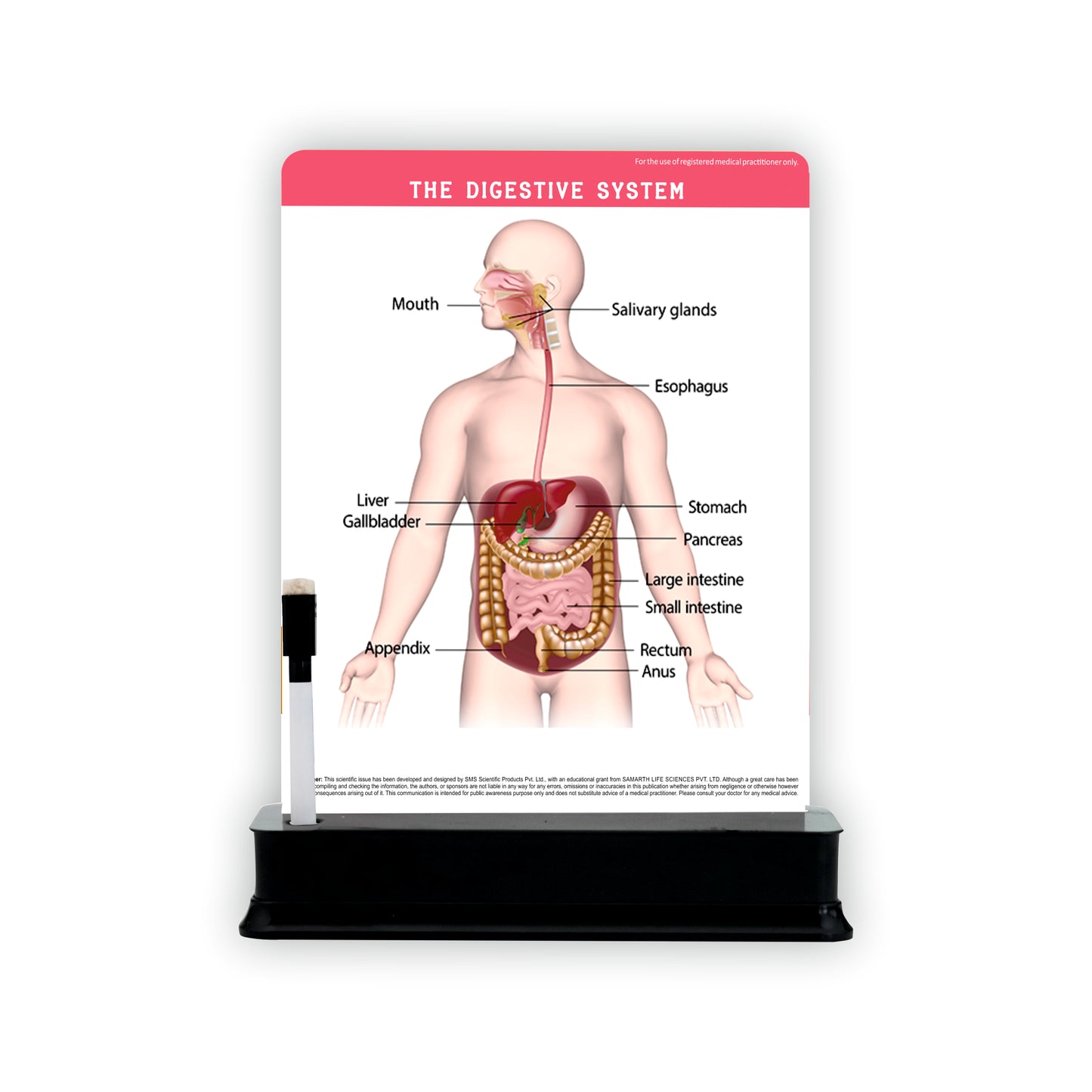 The Digestive System: 1 Slide on stand