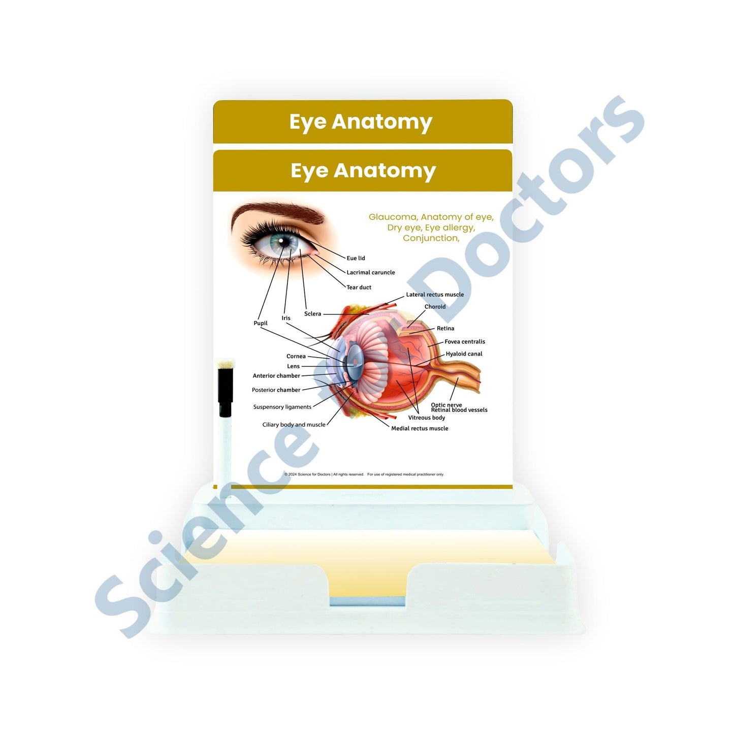 Eye Anatomy: 2 Slides Patient Leaflet Tray