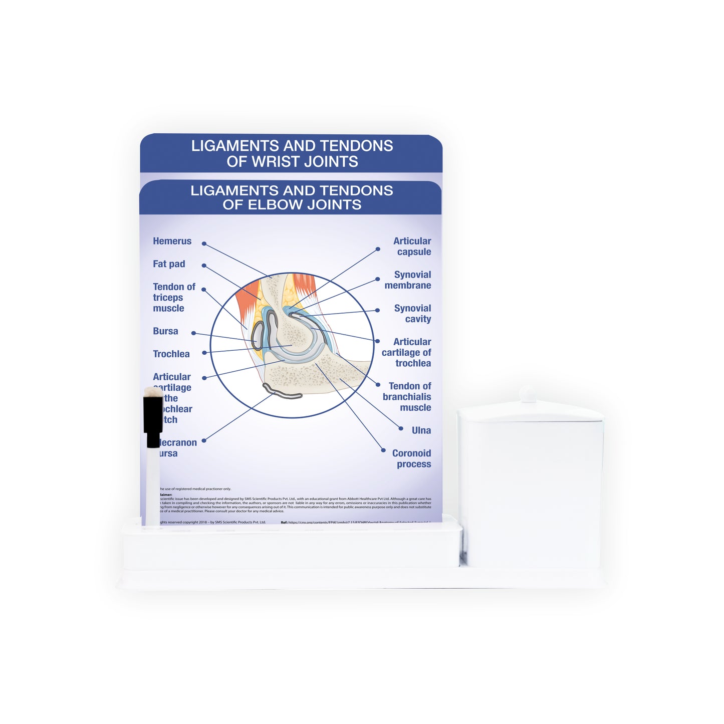 2 Slides Write & Wipe with Utility Container  - Ligaments and Tendons of Elbow Joints