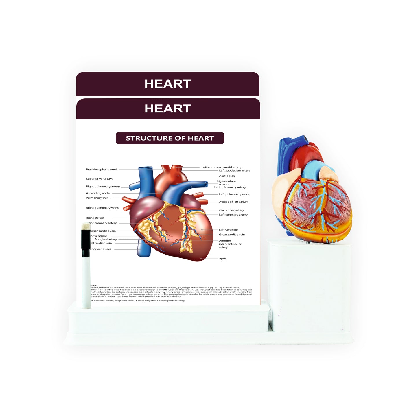 Heart: 2 Slides Write & Wipe with Anatomical Model on Stationary Stand