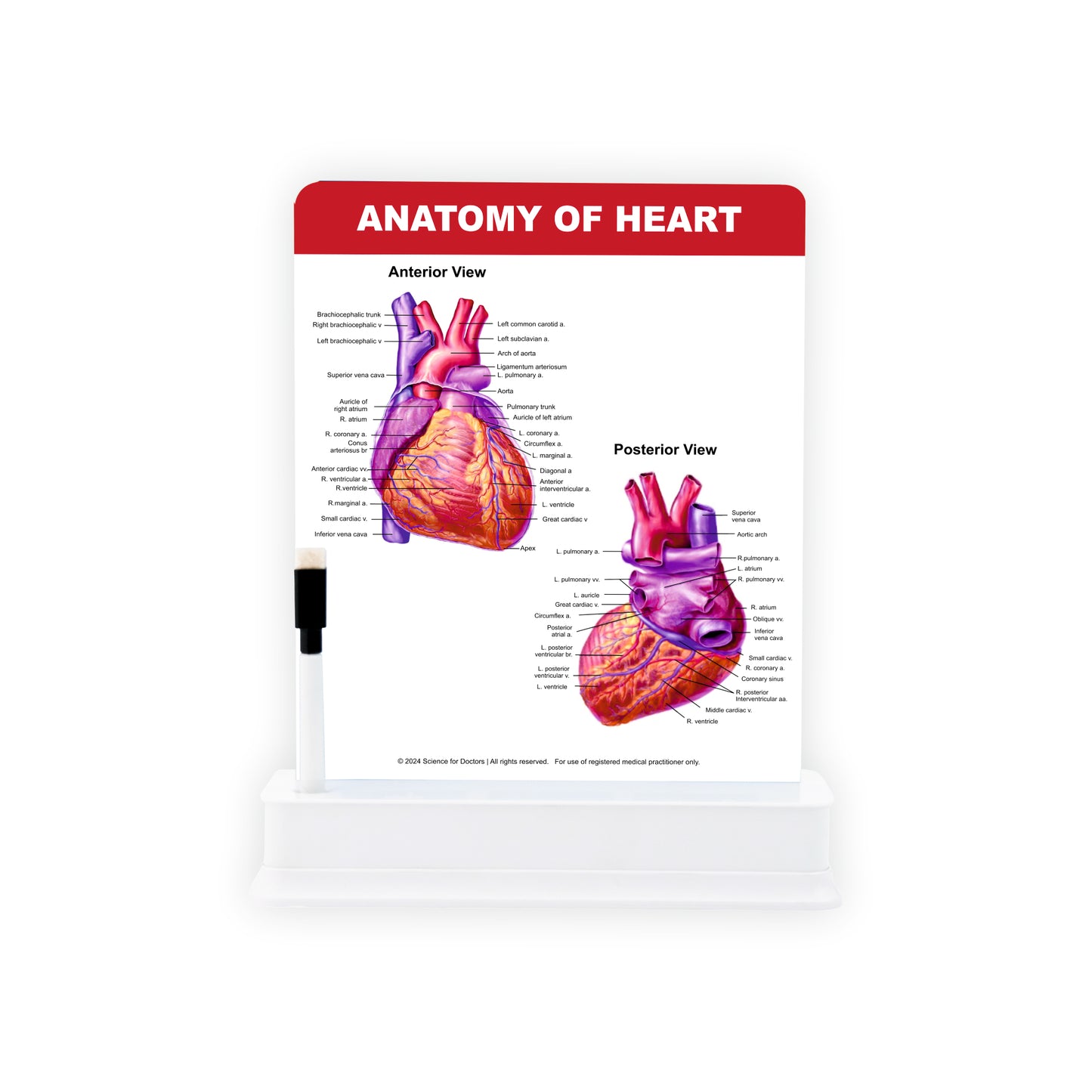 Anatomy of Heart: 1 Slide on stand