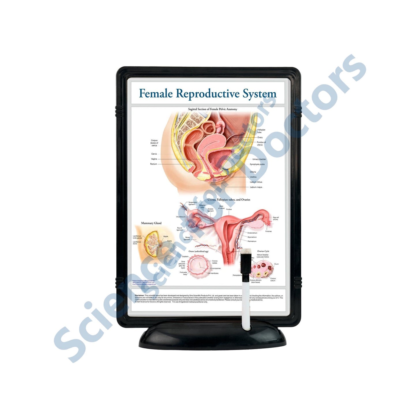 Female Reproductive System: The Frame Write & Wipe