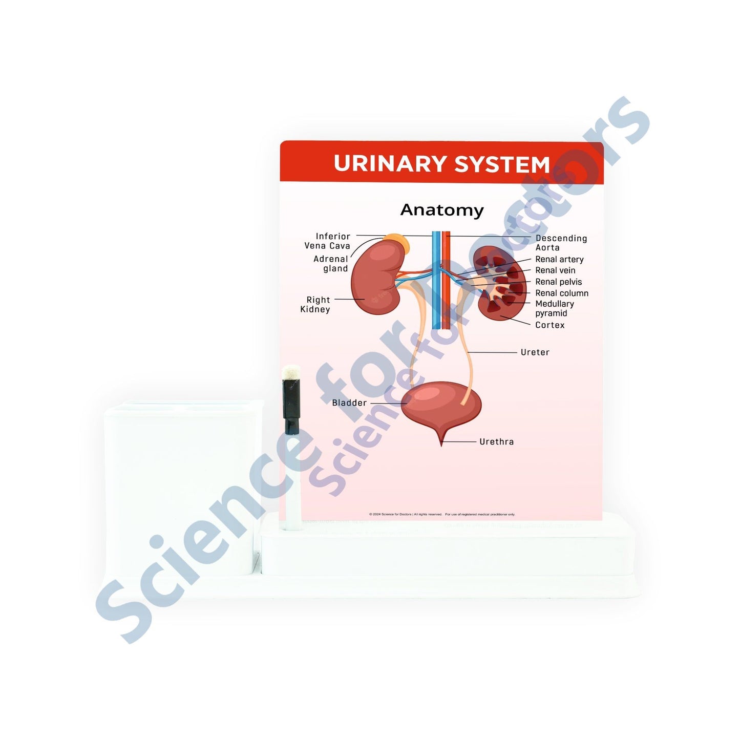 Urinary System: 1 Slides Write & Wipe with Stationary Stand