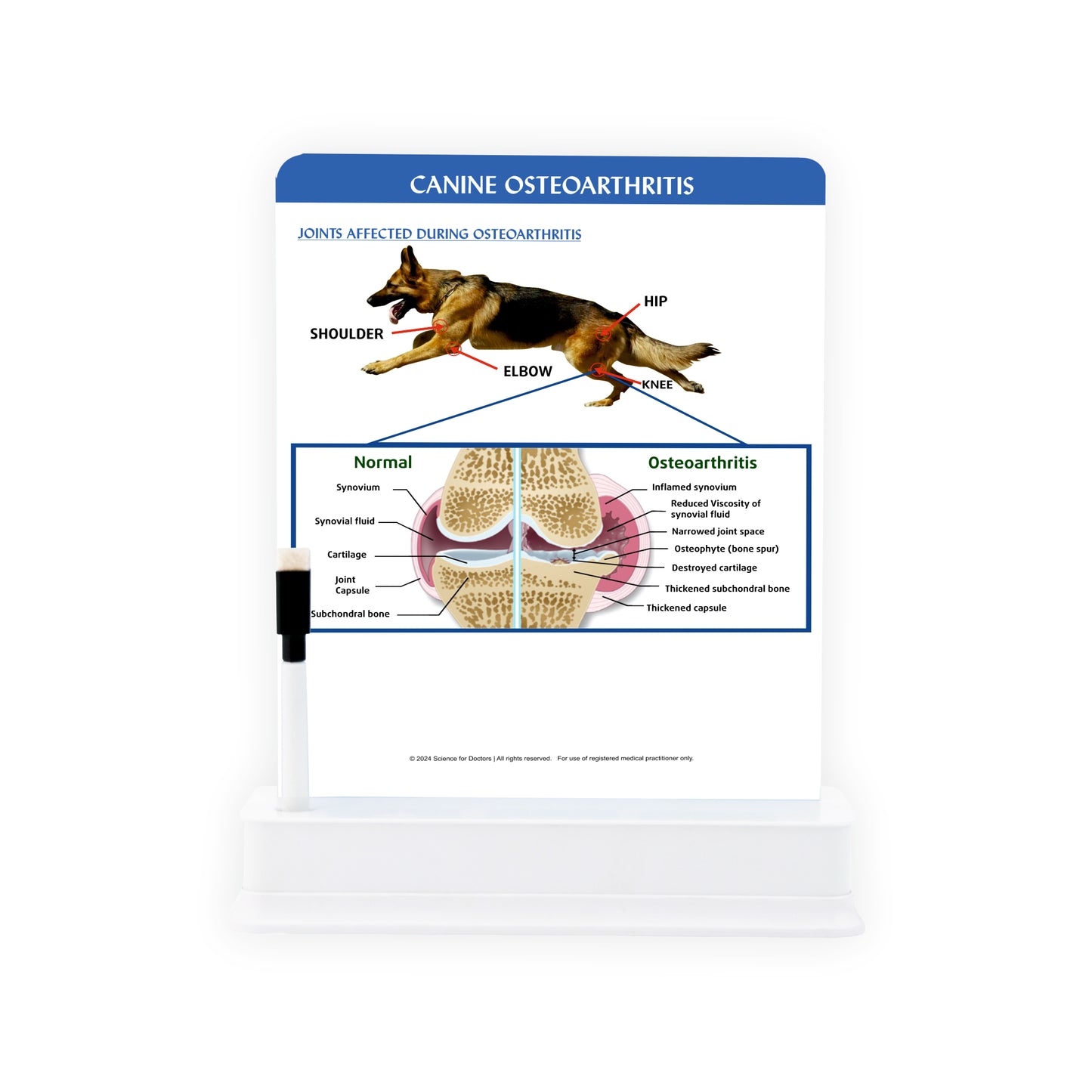 Canine Osteoarthritis: 1 Slide on stand