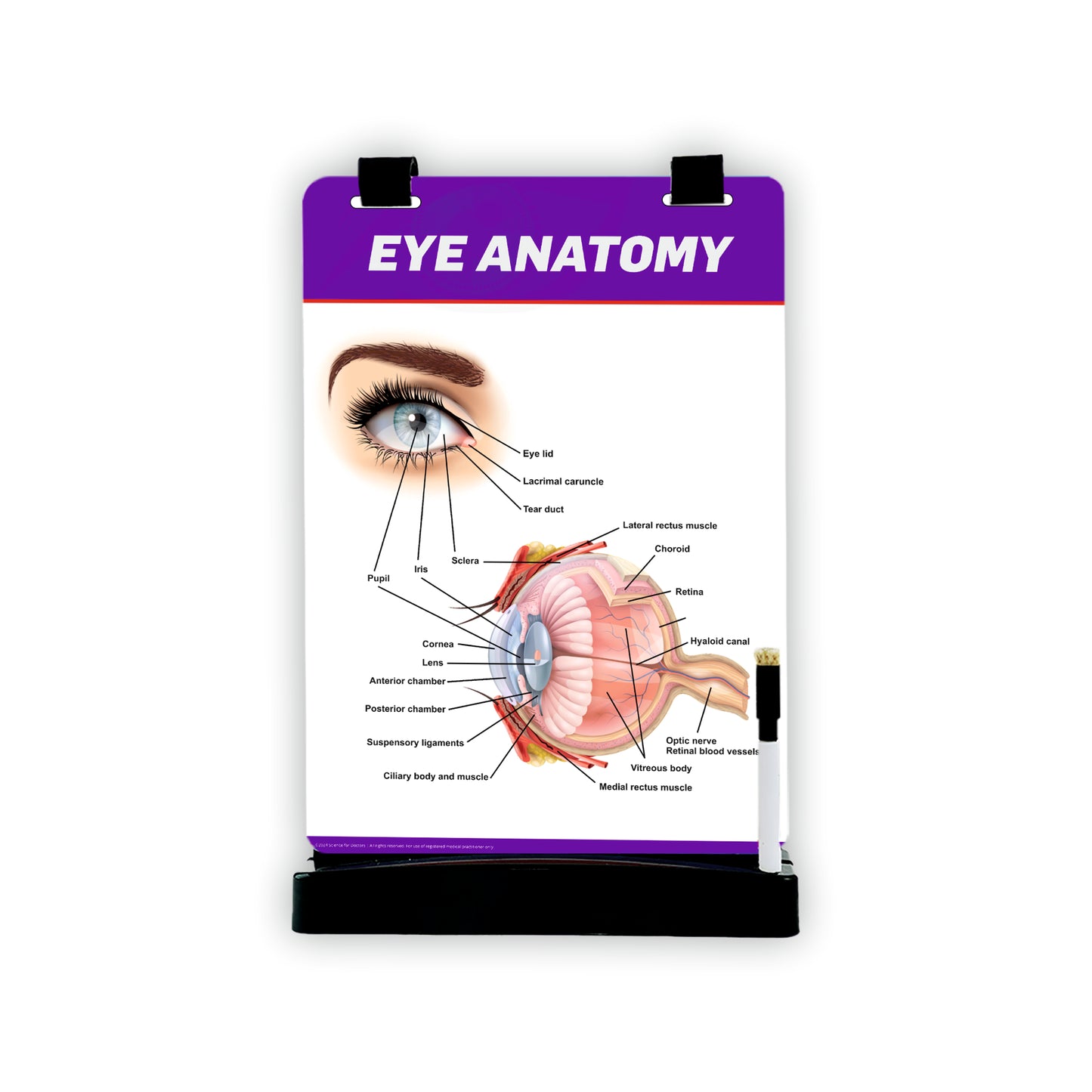 A4 Flip Wipe with 3D Therapy Board - Eye Anatomy