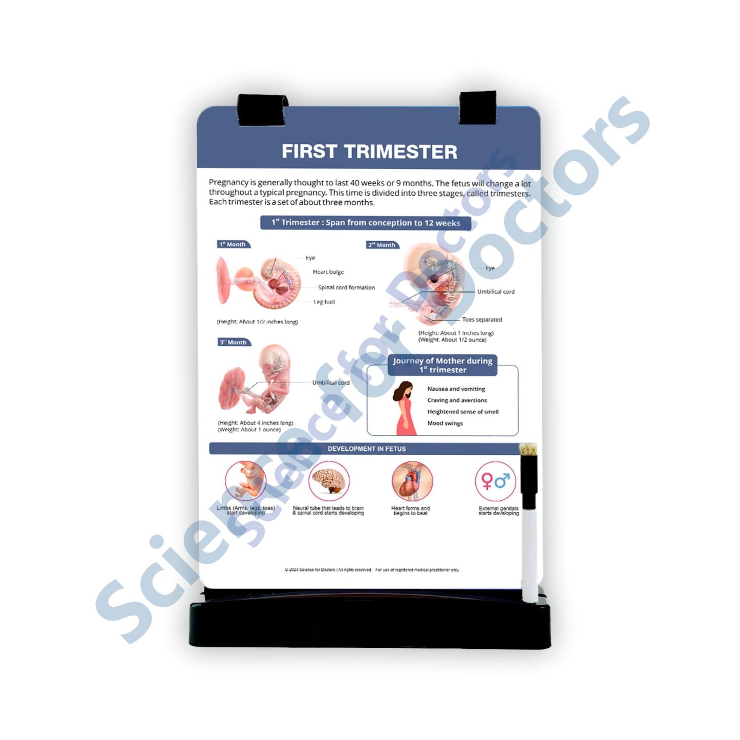 First Trimester: A4 Flip Wipe