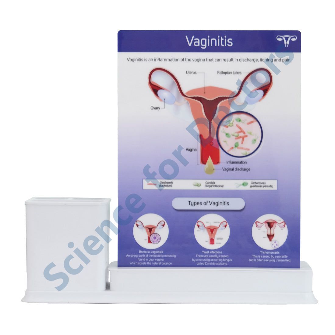 Vaginal Flora: 2 slide on stand with Stationary stand