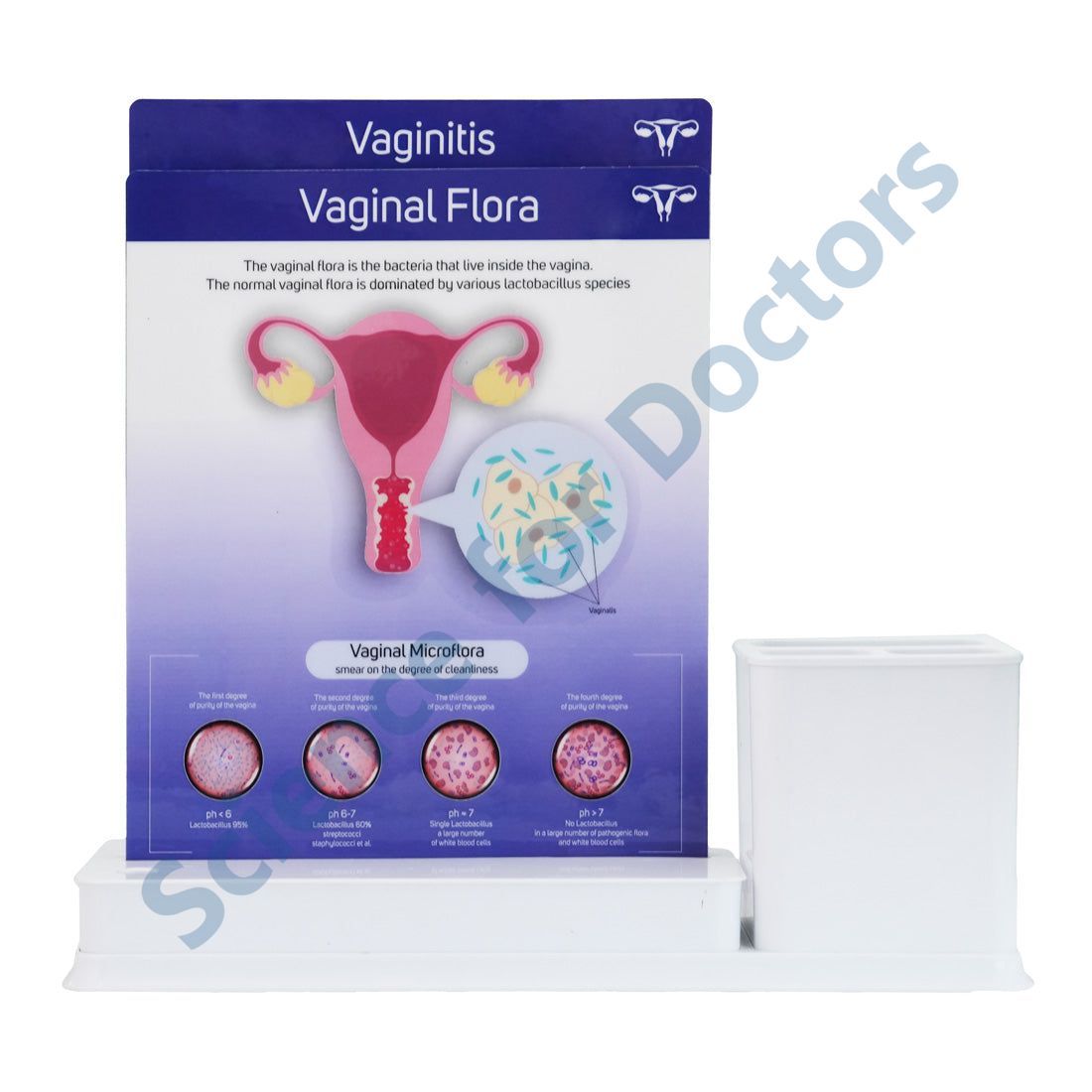 Vaginal Flora: 2 slide on stand with Stationary stand