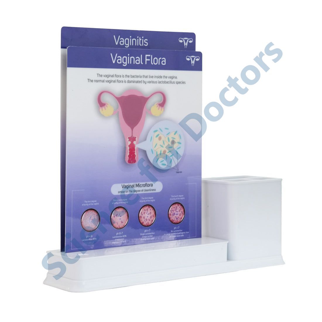 Vaginal Flora: 2 slide on stand with Stationary stand